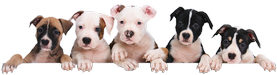 Welpe Terriers