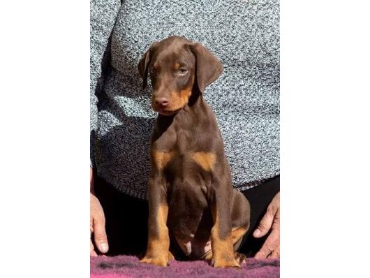 Doberman 