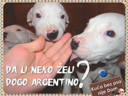 Dogo argentino