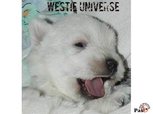 Zapadnoškotski beli terijer - Westy