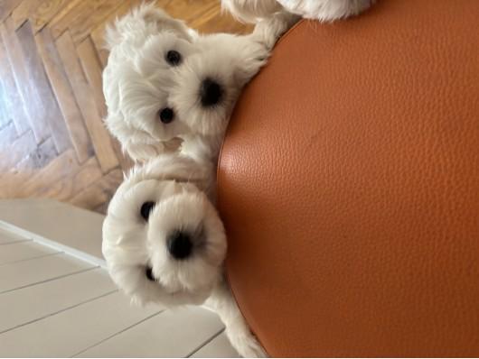 Maltezer,stene