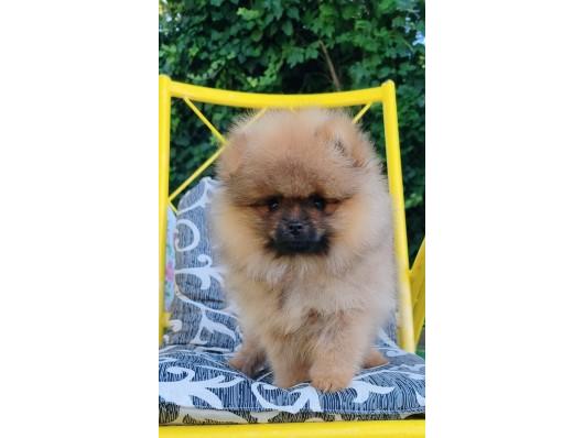 Pomeranac
