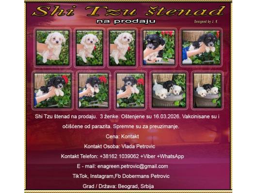 Shi-Tzu