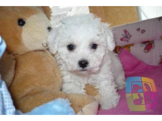 maltezer