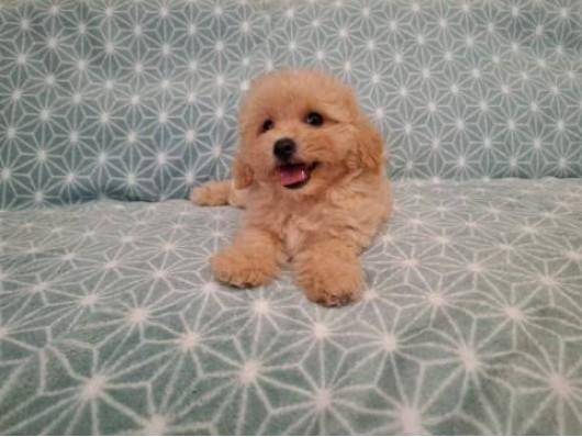 Maltipoo