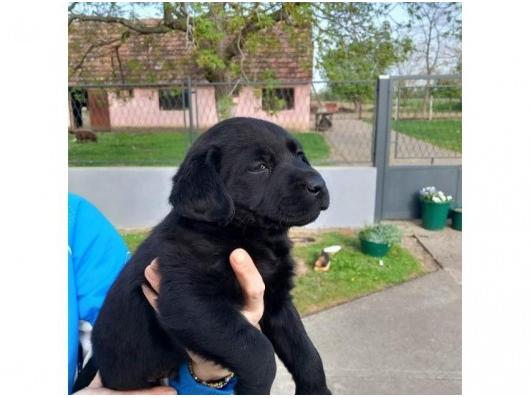 Prodajem tri steneta Labradora
