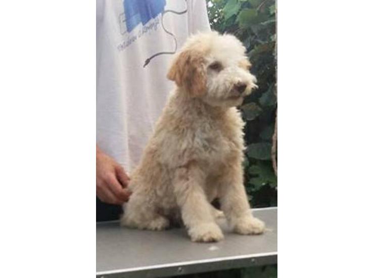 Lagotto Romagnolo, musko stene | Kupujem Prodajem Psa